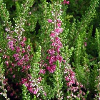 Вереск обыкновенный Тиб/Calluna vulgaris Tib С1
