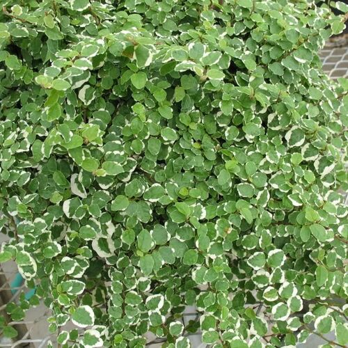 Фикус pumila D7
