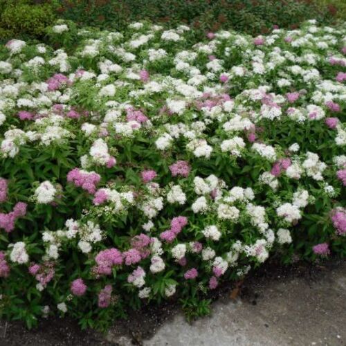 Спирея японская Дженпей/Spiraea japonica Genpei 40-60 C7,5