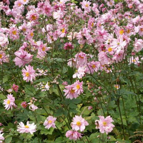 Анемона (ветреница) гибридная Кенигин Шарлотта/Anemone hybrida Konigin Charlotte Р1,5