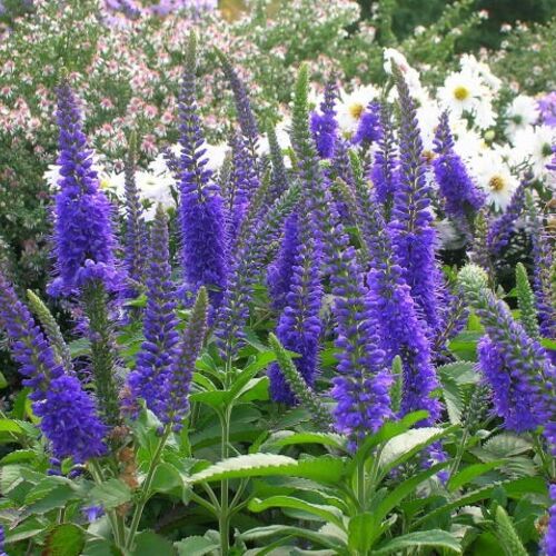 Вероника длиннолистная Блауризен/Veronica longifolia Blauriesin Р1,5