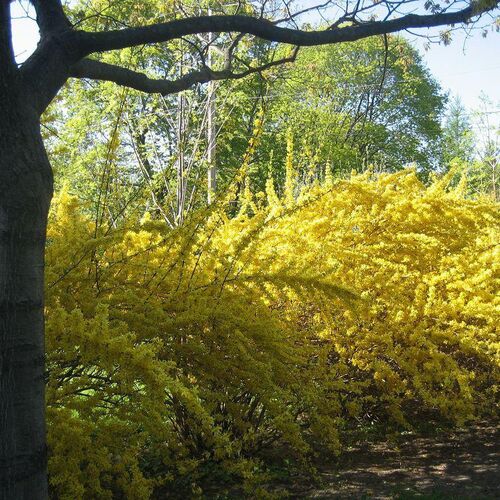 Форзиция свисающая/Forsythia suspensa ОКС