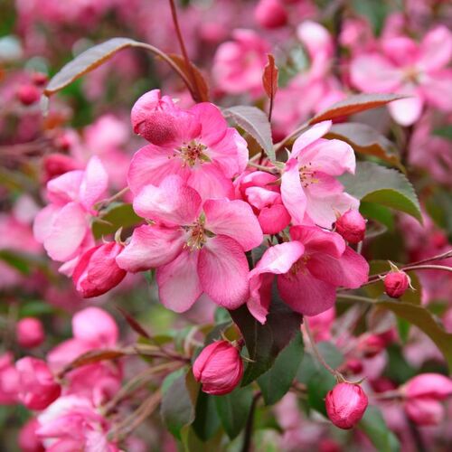 Яблоня декоративная Незведского/Malus Niedzwetzkyana ОКС