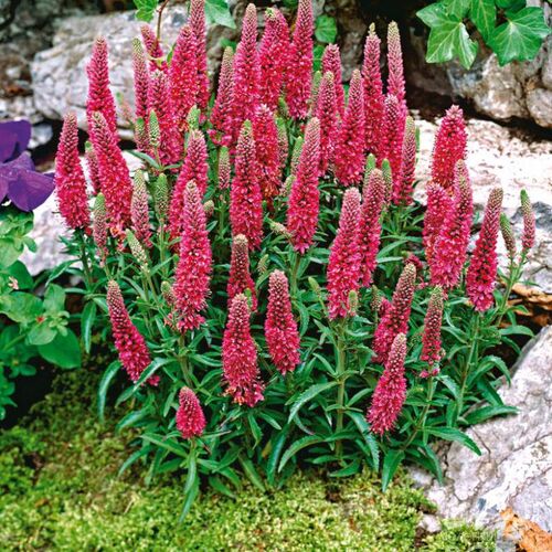 Вероника колосистая Хайдекинд/Veronica spicata Heidekind Р1,5