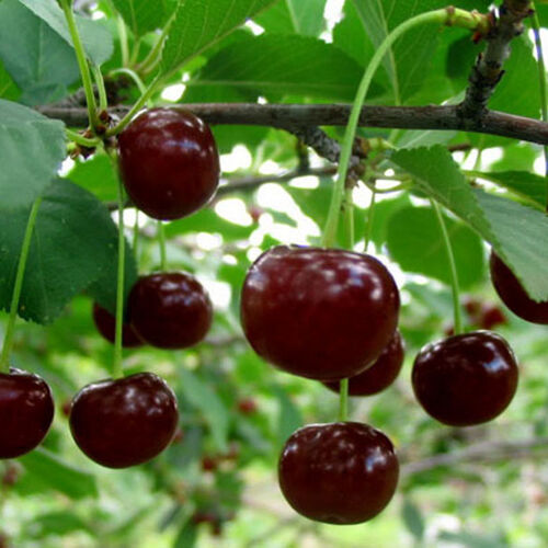 Вишня Молодежная С6