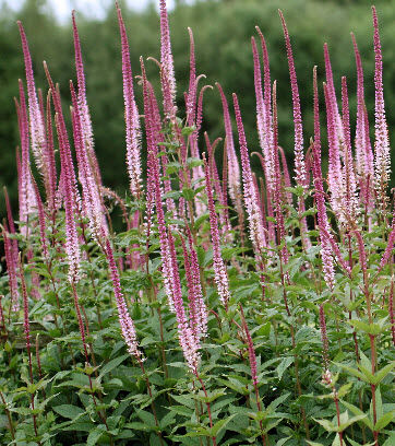 Вероникаструм виргинский Розеум/Veronicastrum virginicum Roseum Р1,5