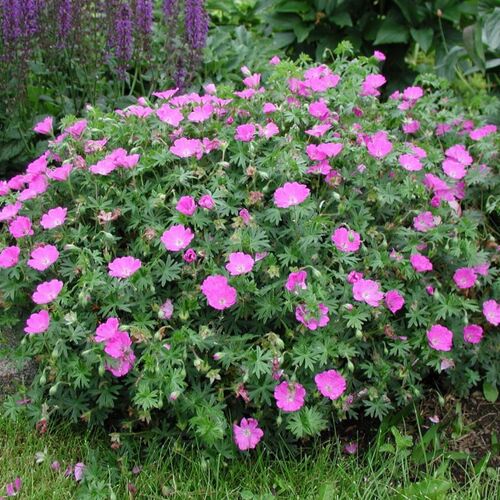 Герань кроваво-красная Макс Фрай/Geranium sanguineum Max Frei Р1,5