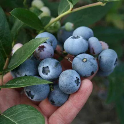 Голубика высокорослая Денис Блю/Vaccinium corymbosum Denis Blue С3