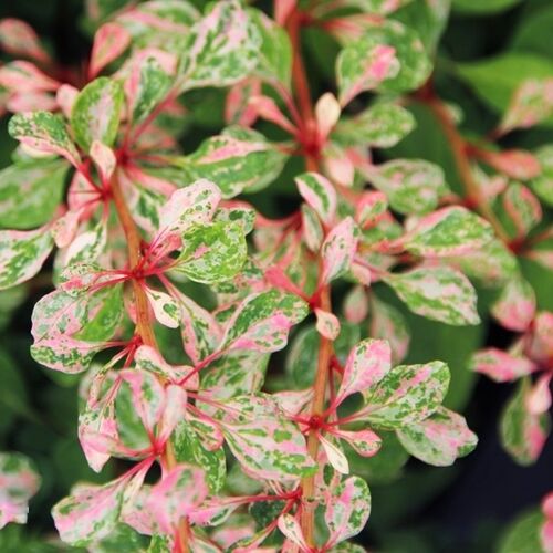 Барбарис Тунберга Джоанна/Berberis thunbergii Joanna 20-30 C3