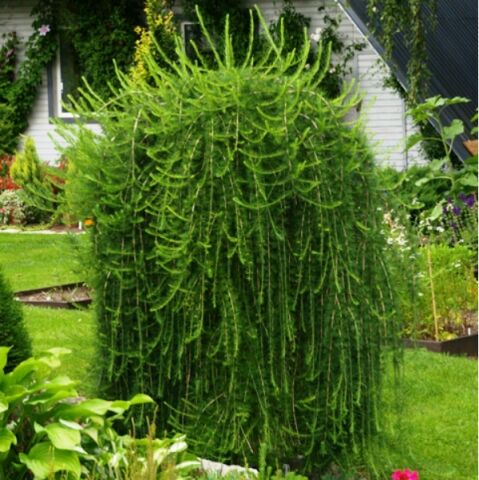 Лиственница европейская Пули/Larix decidua Puli 120-160 Ра С10