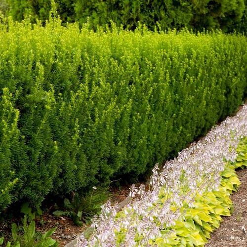 Тис средний Хилли/Taxus media Hillii 30-50 С3 