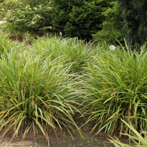 Осока Морроу Айриш Грин/Carex morrowii Irish Green Р1,5