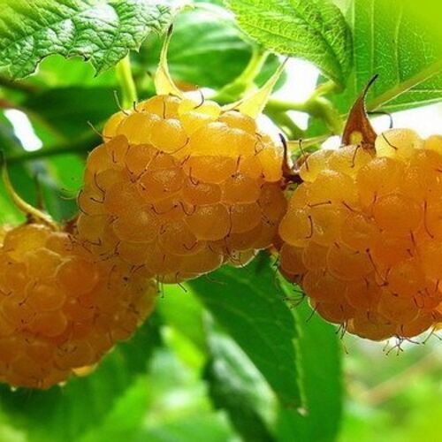 Малина Золотые Купола С3