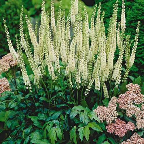 Клопогон ветвистый Уайт Перл/Cimicifuga ramosa White Perl Р1,5