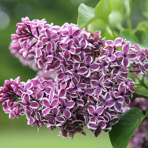 Сирень обыкновенная Сенсация/Syringa vulgaris Sensation 180-200 С60