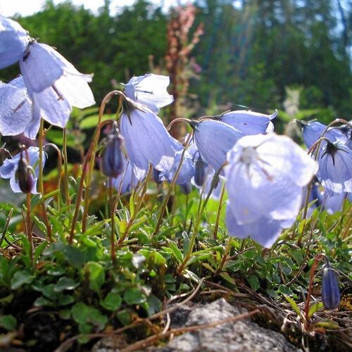 Колокольчик ложечницелистный/Campanula cochleariifolia Р1,5