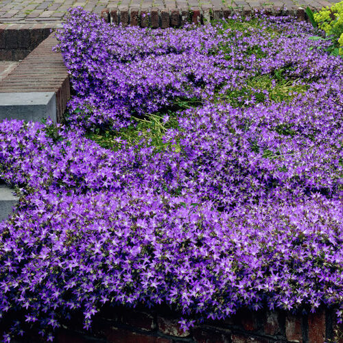 Колокольчик Пожарского/Campanula poscharskyana Р1,5