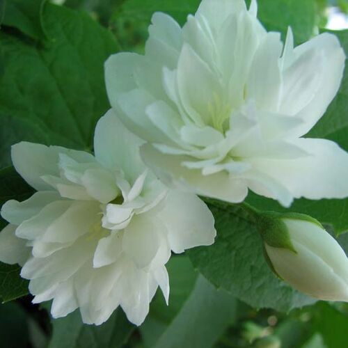 Чубушник Лемуана (гибридный) Буке Бланш/Philadelphus × lemoinei Bouquet Blanc 30-40 C3