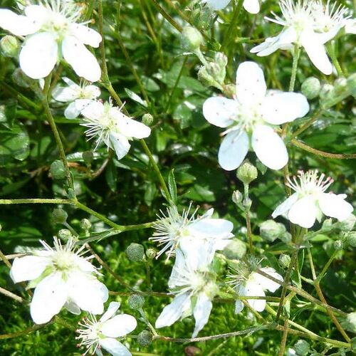 Лапчатка трехзубчатая Нуук/Potentilla tridentata Nuuk Р1,5