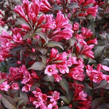 Вейгела гибридная Минор Блэк/Weigela hybrida Minor Black 30-40 С3
