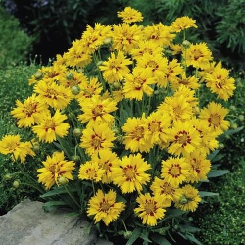 Кореопсис крупноцветковый Райзинг Сан/Coreopsis grandiflora Rising Sun Р1,5