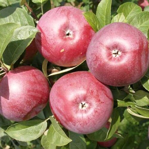 Яблоня Лобо (зимняя) (Р)