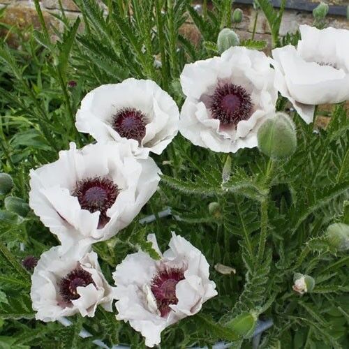 Мак восточный Перрис Уайт/Papaver orientale Perry's White Р1,5