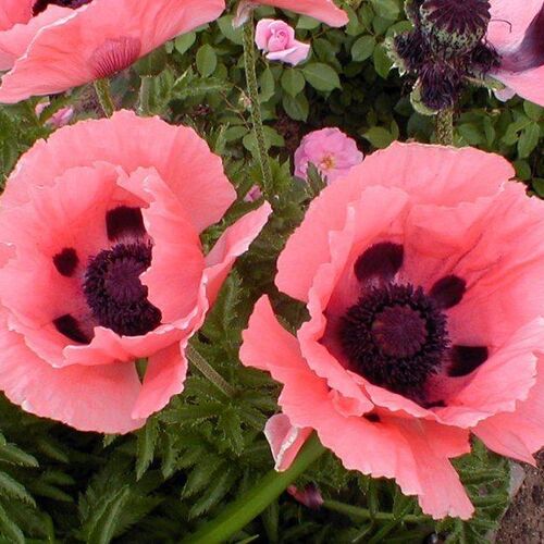 Мак восточный Принцесса Виктория Луиза/Papaver orientale Prins. Viktoria Luise Р1,5