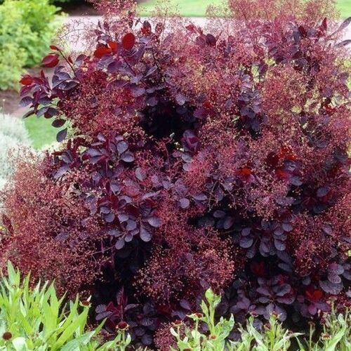 Скумпия кожевенная Лилла/Cotinus coggygria Lilla 40-60 C3