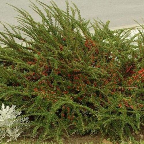 Кизильник горизонтальный/Cotoneaster horizontalis 40-60 C2