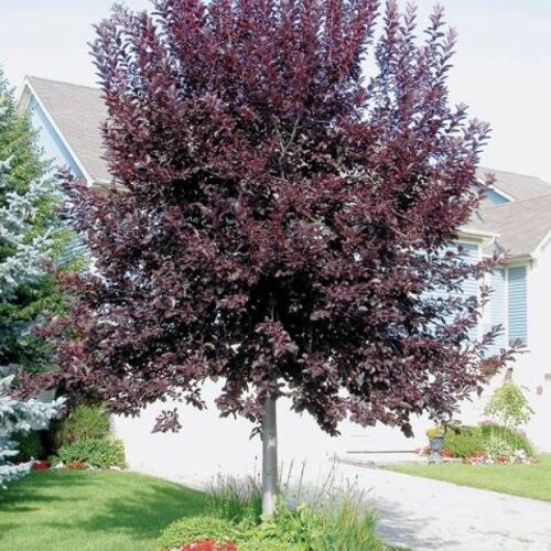 Черемуха виргинская Шуберт/Prunus virginiana Shubert 80-100 C5