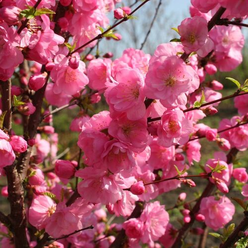 Миндаль трехлопастный (махровый)/Prunus triloba Ра140-160 С15