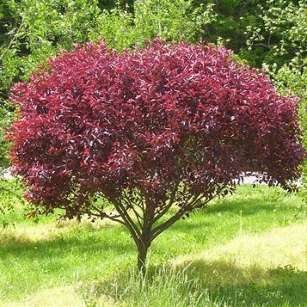 Слива цистена/Prunus cistena Ра120 С10