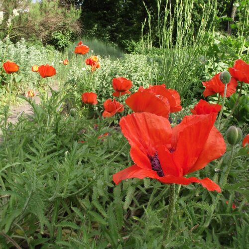 Мак восточный/Papaver orientale Р1,5