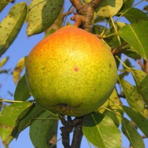 Груша Мраморная (осенняя) С6