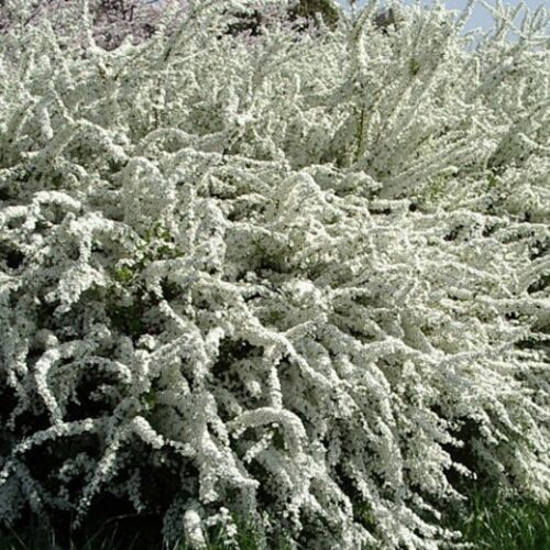 Спирея ниппонская Сноумаунд/Spiraea nipponica Snowmound 40-60 С3