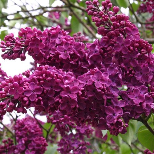 Сирень обыкновенная Андекен ан Людвиг Шпет/Syringa vulgaris Andeken an Ludwig Spath 100-125 Ра С7,5