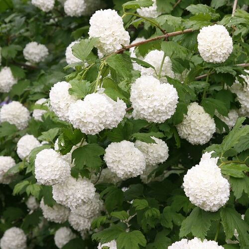Калина обыкновенная Розеум/Viburnum opulus Roseum 40-60 С3