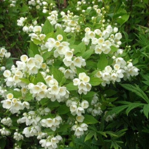 Вейгела гибридная Бристол Сноуфлейк/Weigela Florida Bristol Snowflake 20-30 С2