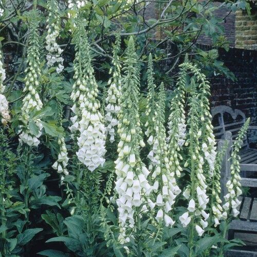Наперстянка пурпурная Альба/Digitalis purpurea Alba Р1,5