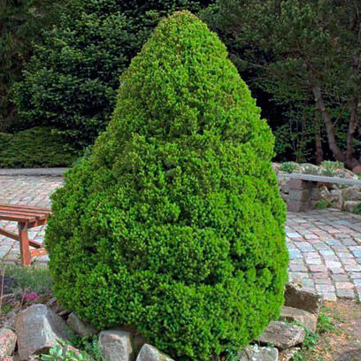 Ель сизая Коника/Picea glauca Conica 120-140 В