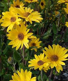 Подсолнечник черно-красный Гулликс Вариети/Helianthus atrorubens Gullick's Variety Р1,5