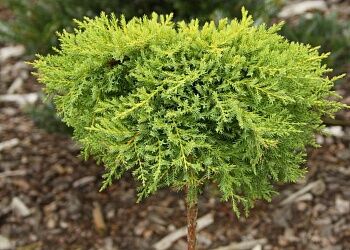 Можжевельник средний Голдкиссен/Juniperus мedia Pfitzeriana Goldkissen 30-40 С2