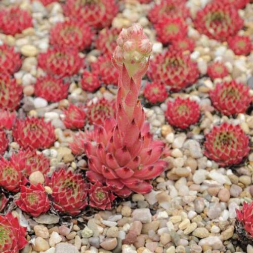 Молодило известняковое/Sempervivum calcaratum Р9
