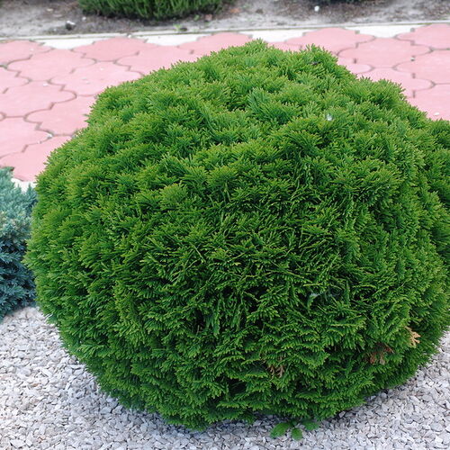 Туя западная Даника/Thuja occidentalis Danica 20-30 С2