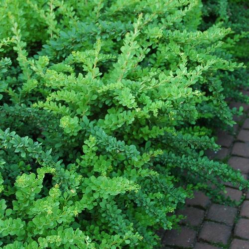 Барбарис Тунберга Грин Карпет/Berberis thunbergii Green Carpet 20-40 C3