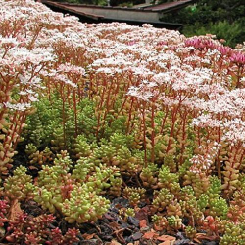 Очиток белый Корал Карпет/Sedum album Coral Carpet Р1,5