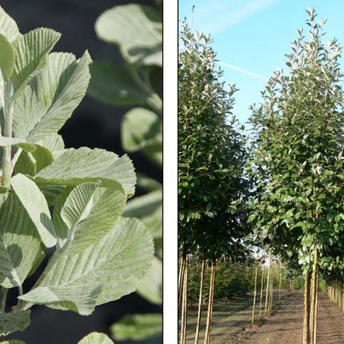 Рябина круглолистная Магнифика/Sorbus aria Magnifica 125-150 Ра С15