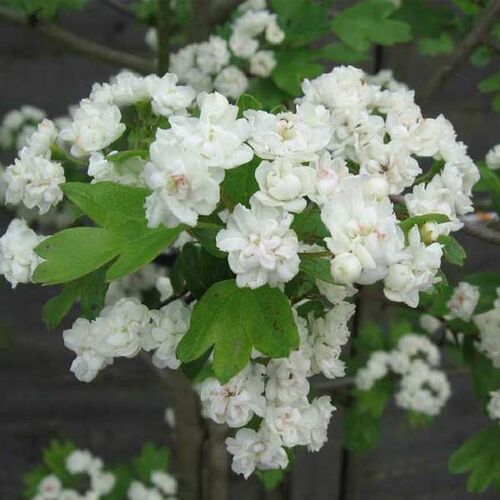 Боярышник обыкновенный Альба Плена/Crataegus laevigata Alba Plena 100-120 С5