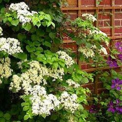Гортензия черешковая/Hydrangea petiolaris 60-80 C5
